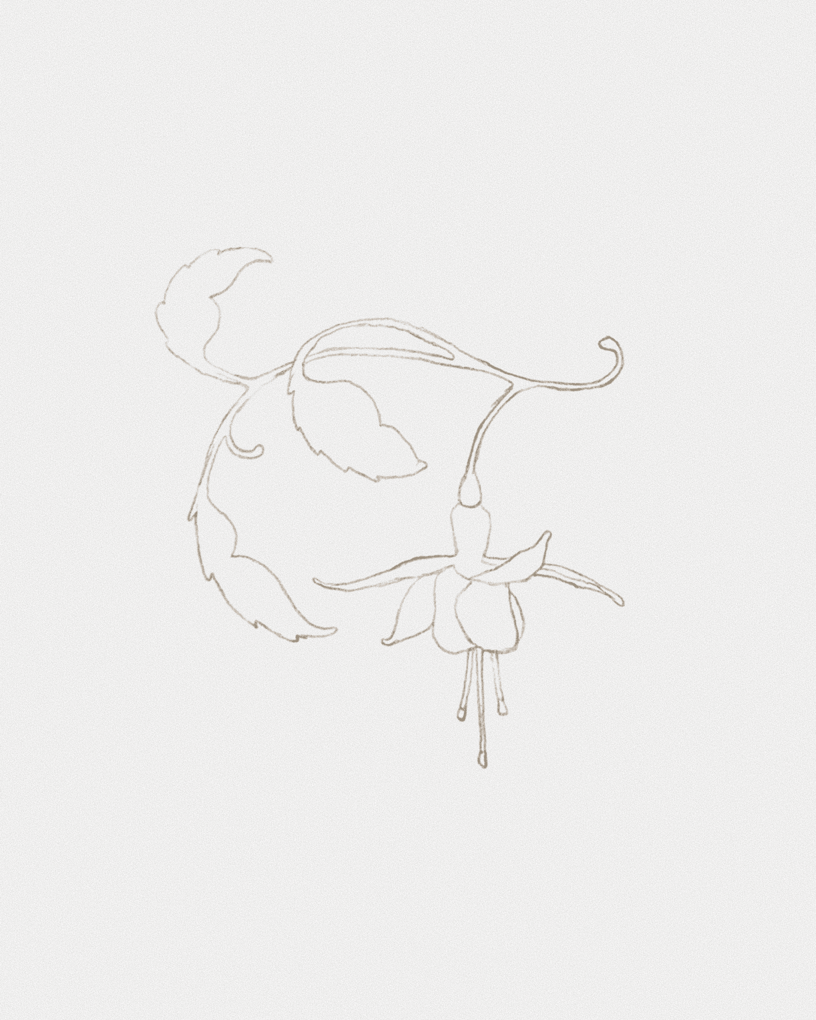 A delicate brown line drawing of a hanging fuchsia flower and leaves on pale textured paper.